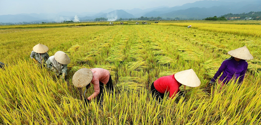 농촌에서 일하는 베트남 사람들